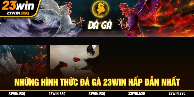 Nhà cái hiện quy tụ rất nhiều hình thức đá gà hấp dẫn